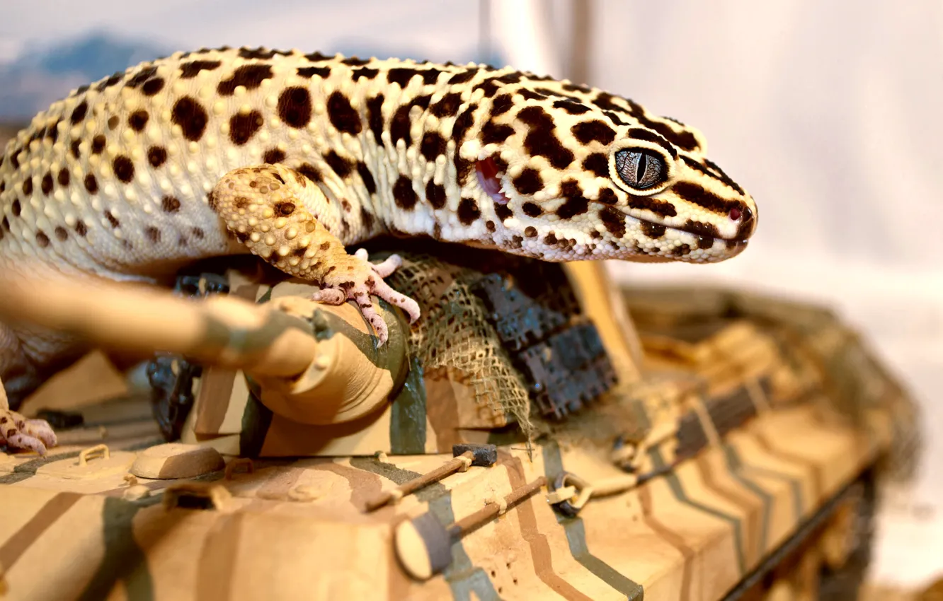 Photo wallpaper eyes, lizard, tank, Gecko, ablefor