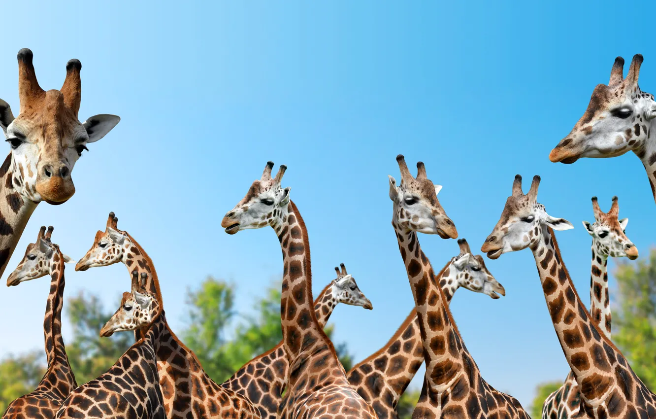Photo wallpaper animals, nature, giraffes