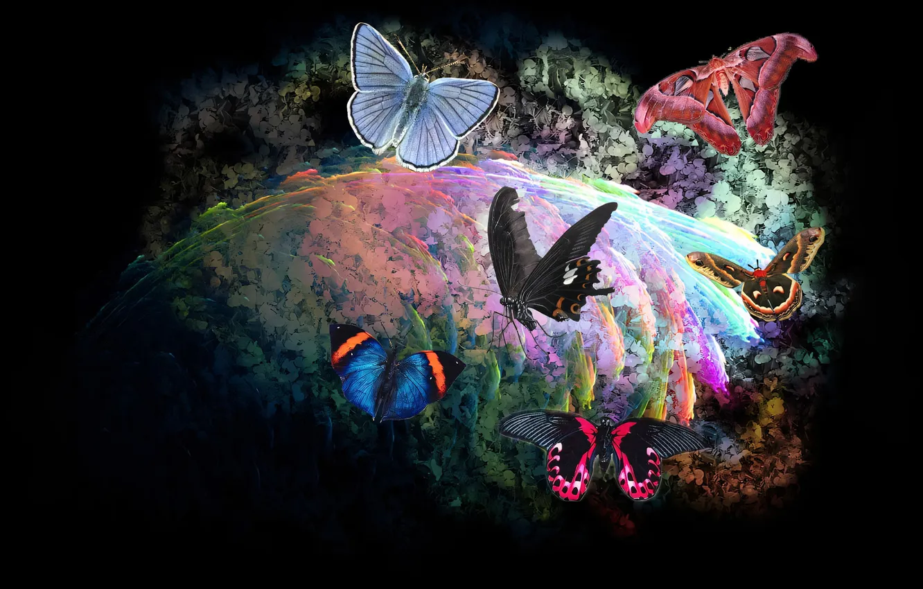 Photo wallpaper butterfly, insect, abstractica