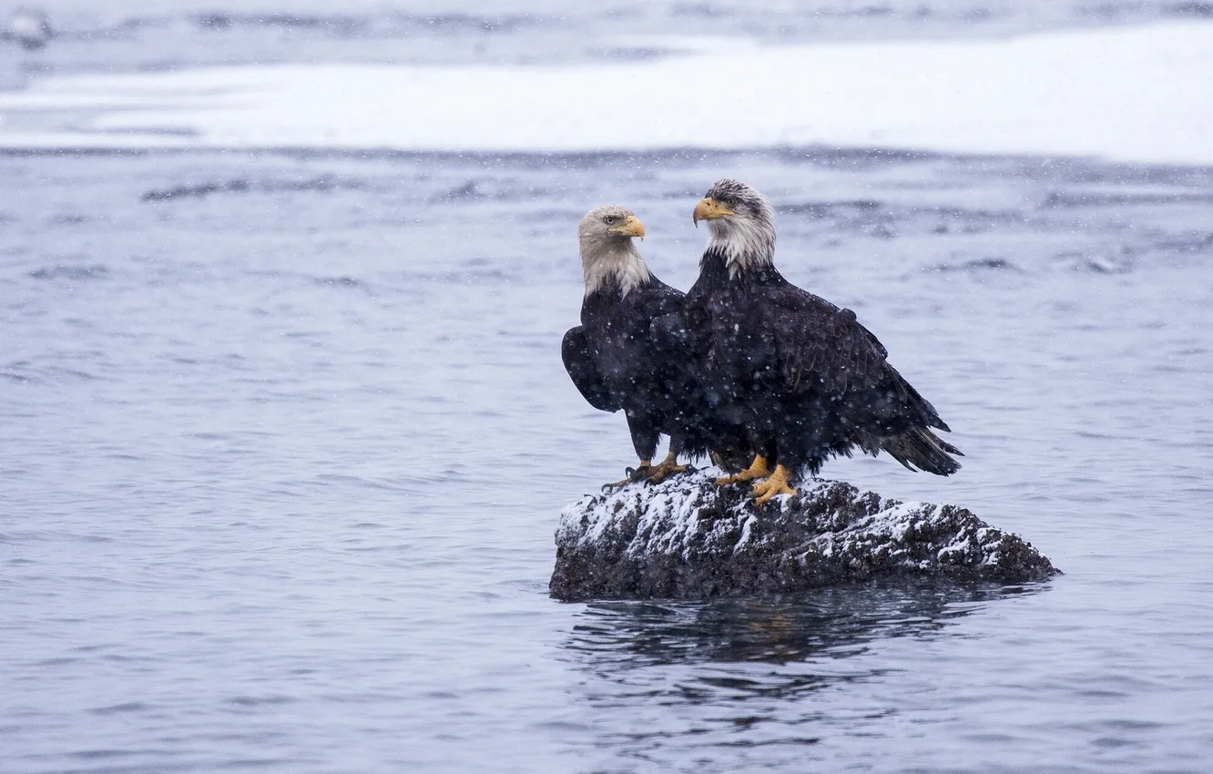 Photo wallpaper winter, water, snow, stones, bird, Alaska, Alaska, bald eagle