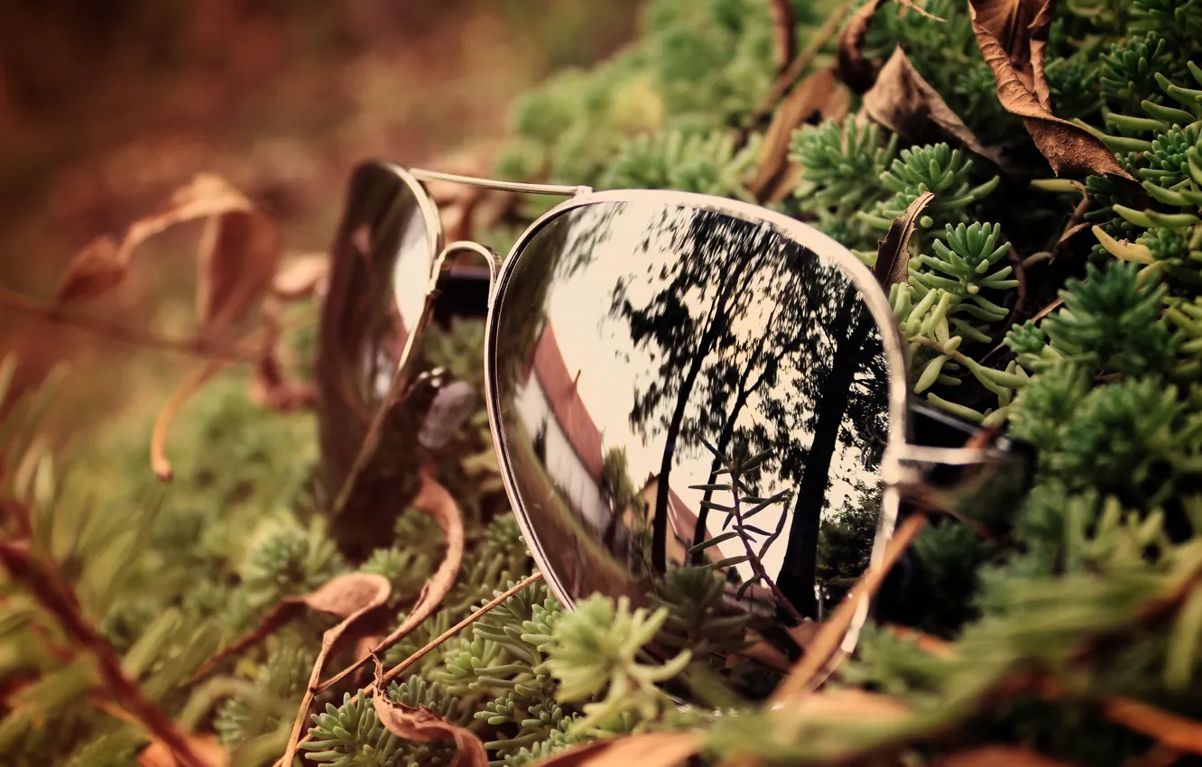 Photo wallpaper forest, glass, reflection, glasses