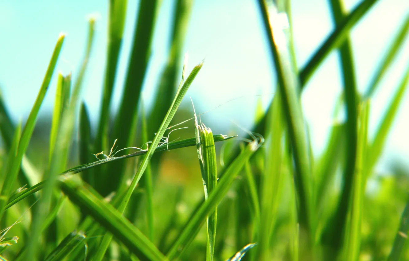 Photo wallpaper greens, grass, nature, green, macro photo