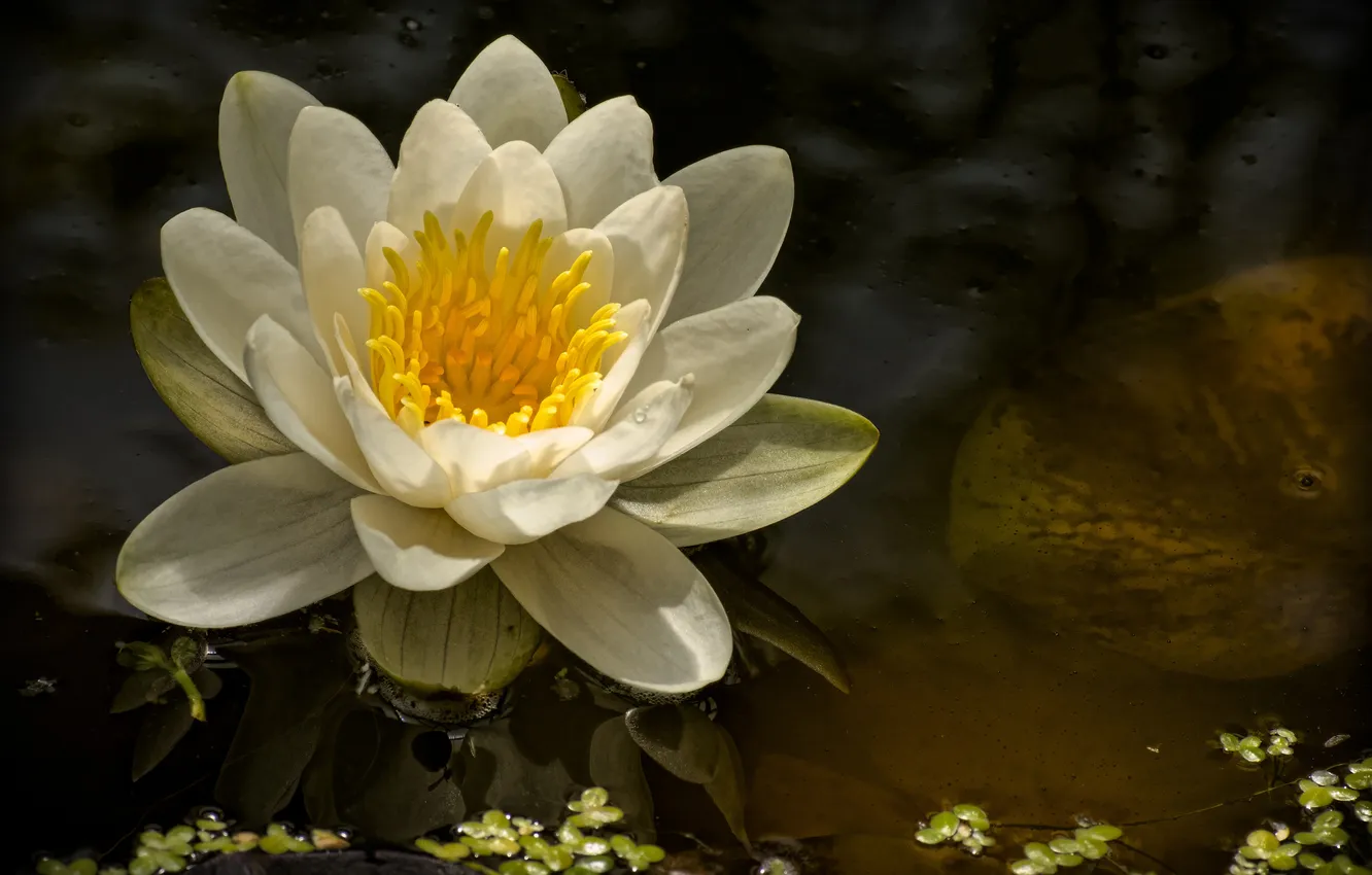Photo wallpaper Lily, Nymphaeum, water Lily