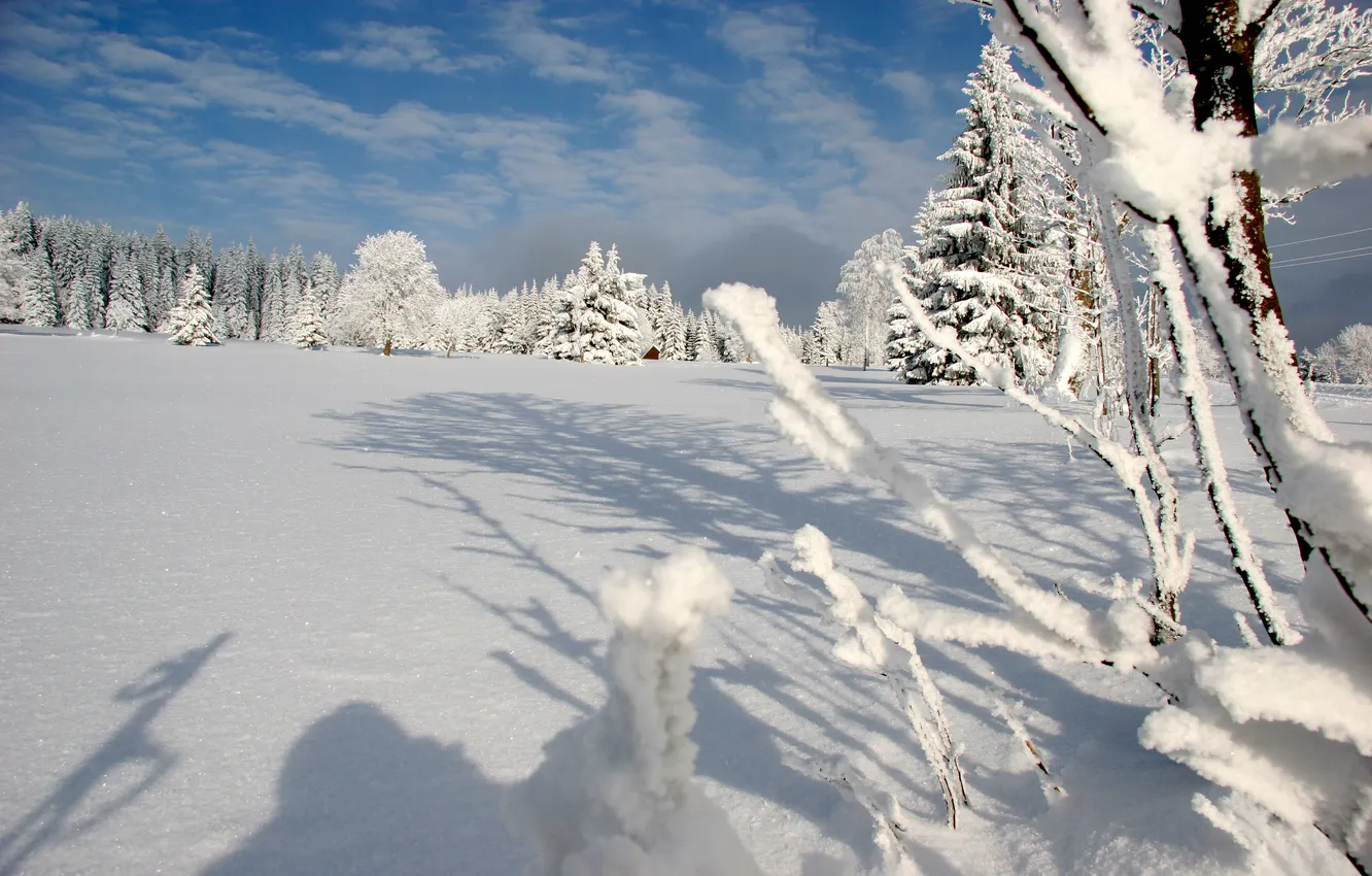 Photo wallpaper winter, forest, snow, mountains, Sumava, national park Šumava