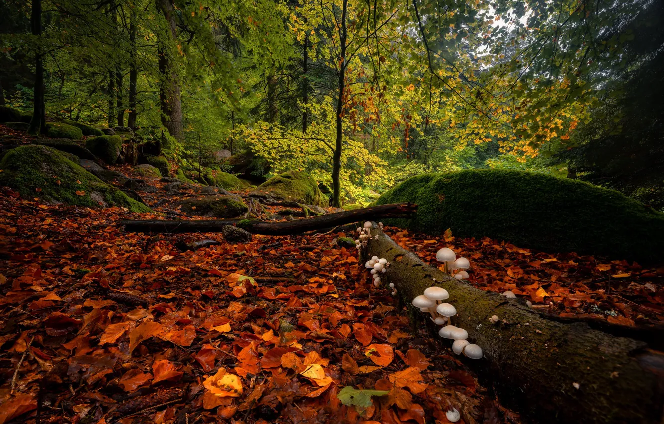 Photo wallpaper autumn, forest, mushrooms, Germany, Germany, fallen leaves, Baden-Württemberg, Baden-Württemberg