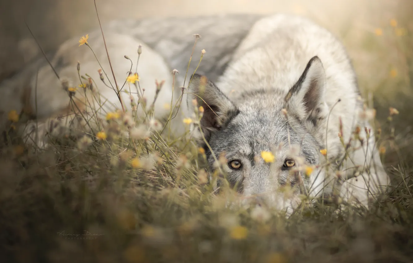 Photo wallpaper grass, look, face, flowers, dog, The Czechoslovakian Wolfdog