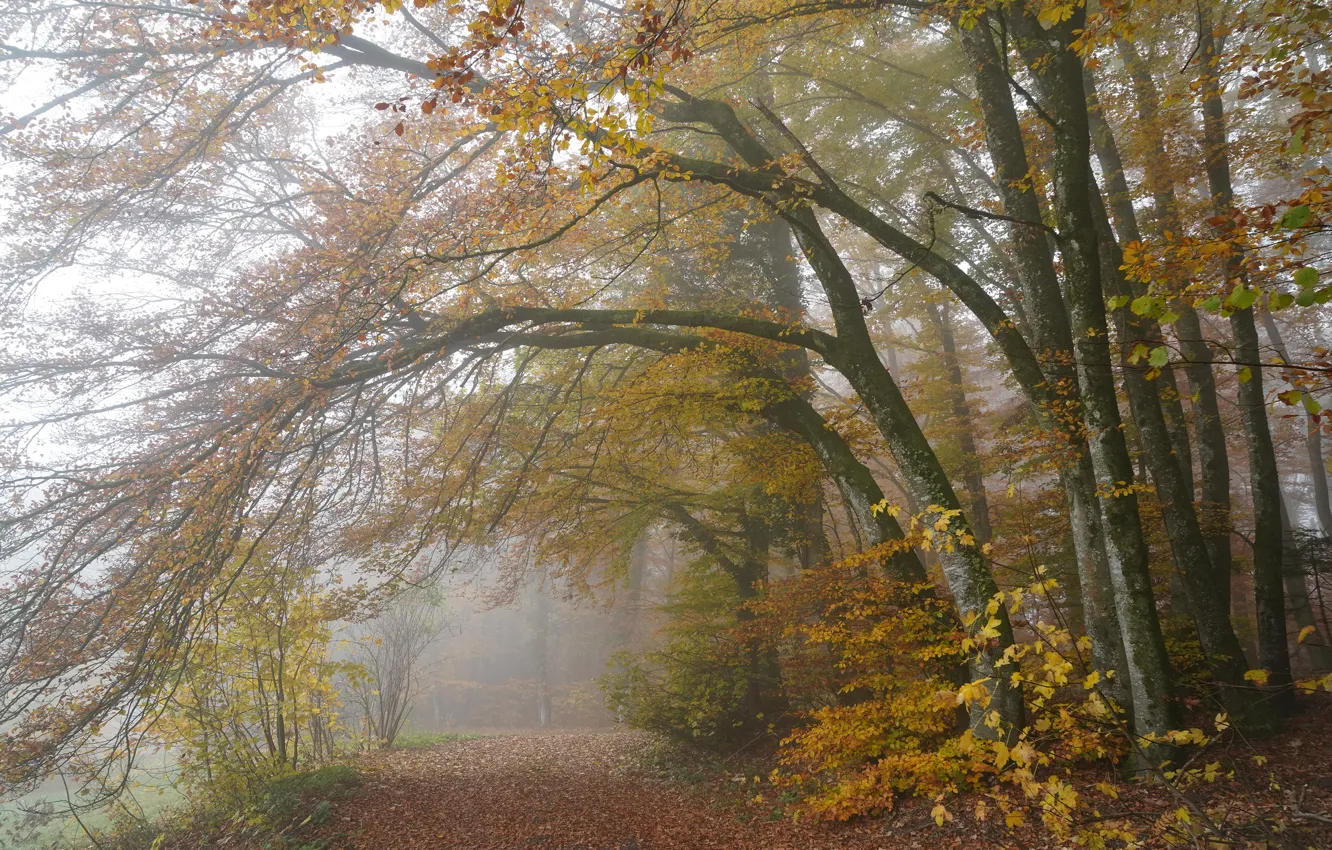 Photo wallpaper autumn, forest, trees, branches, fog, foliage