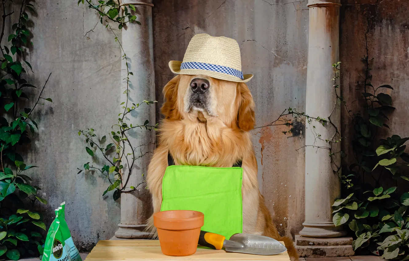 Photo wallpaper golden, dog, Golden Retriever