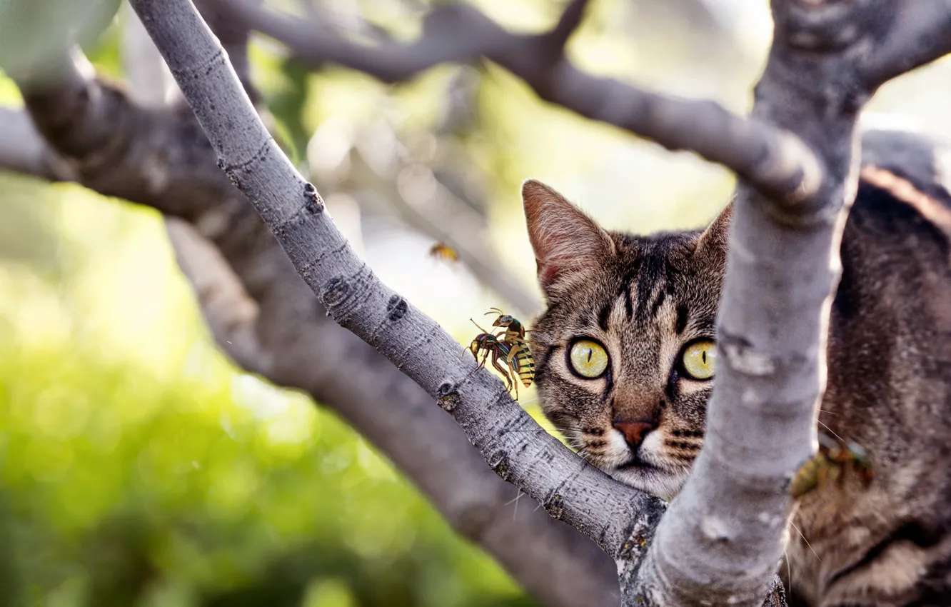 Photo wallpaper cat, cat, look, face, trees, love, branches, grey