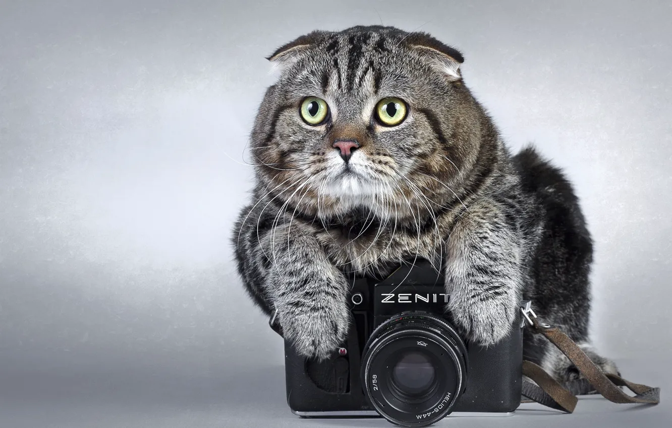 Photo wallpaper Cat, The camera, Grey