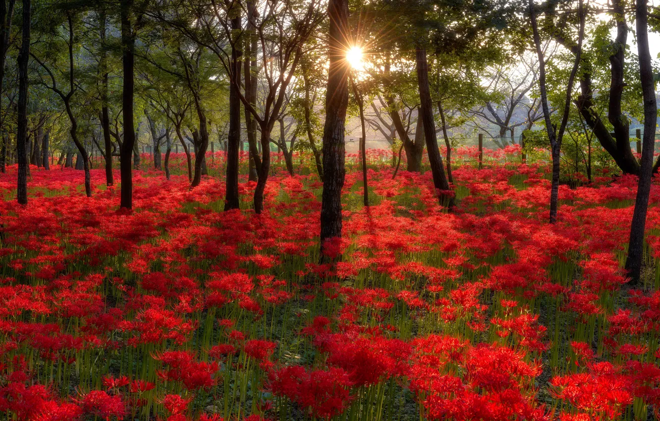 Photo wallpaper forest, rays, trees, landscape, flowers, red, nature, Park