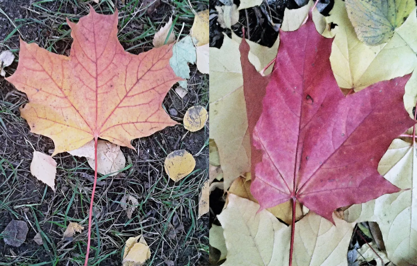 Photo wallpaper autumn, leaves, maple, October 2024