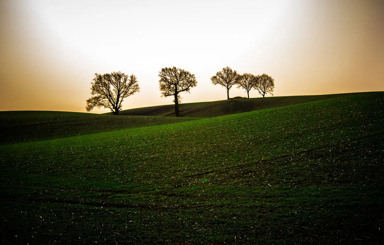 Photo wallpaper field, trees, the evening