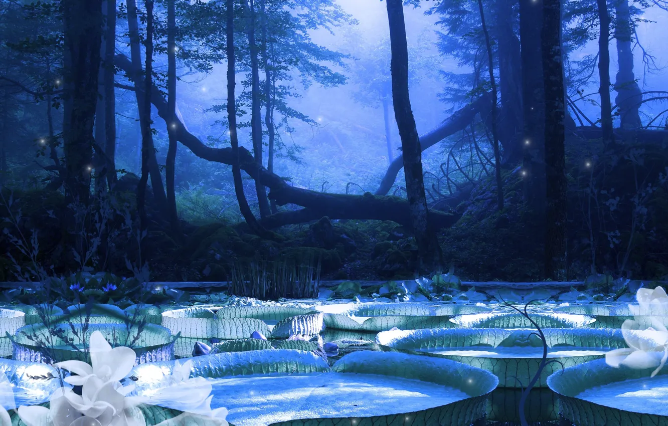 Photo wallpaper trees, night, nature, the moon, Victoria