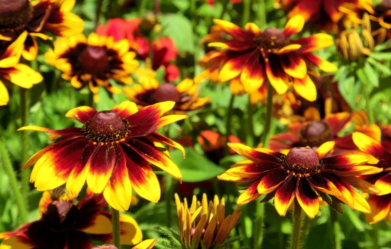 Photo wallpaper summer, flowers, rudbeckia