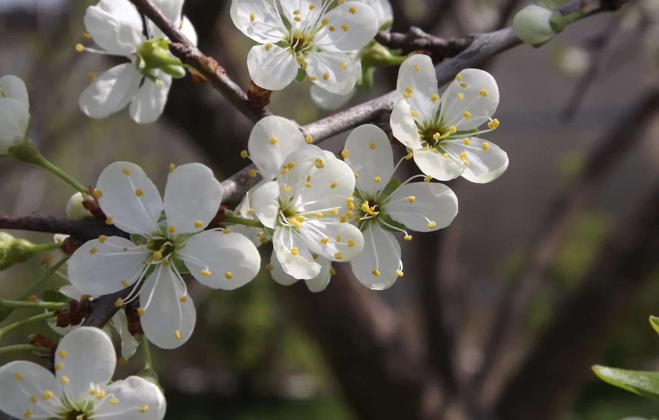 Photo wallpaper spring, white, flowers, plum tree
