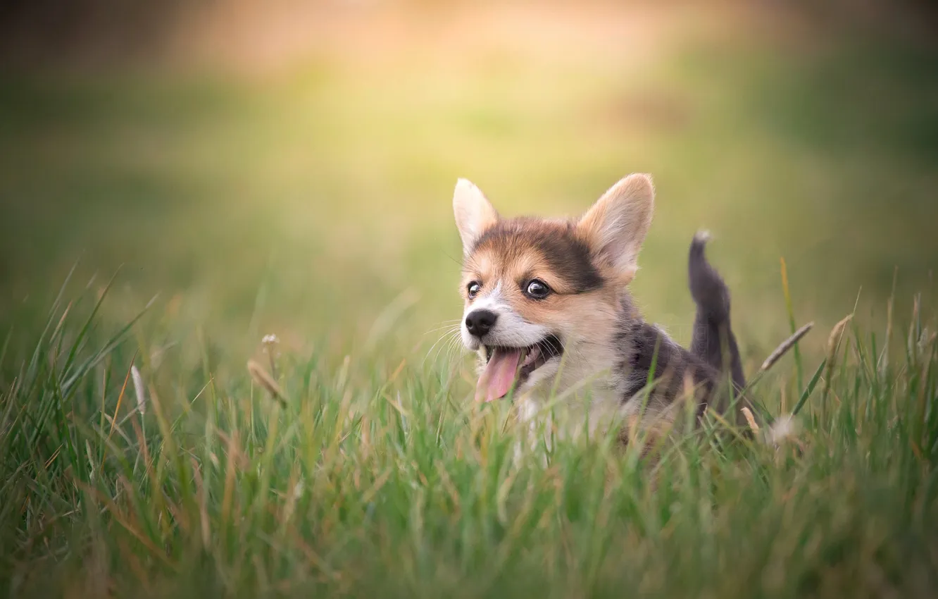 Photo wallpaper look, nature, pose, dog, face