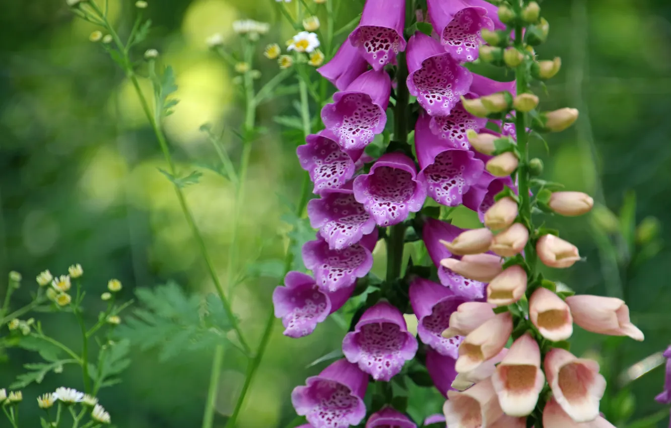 Photo wallpaper flowers, pink, digitalis