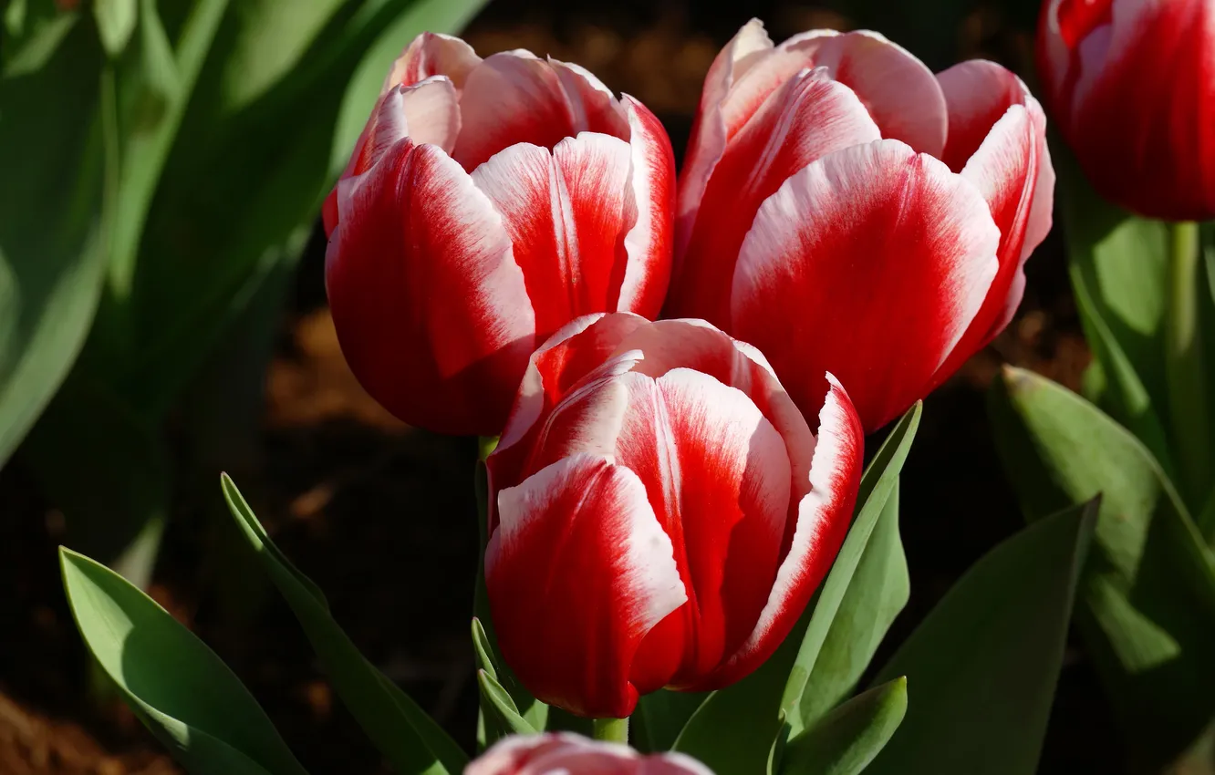 Photo wallpaper macro, flowers, red, spring, tulips, trio, white-red, two-tone