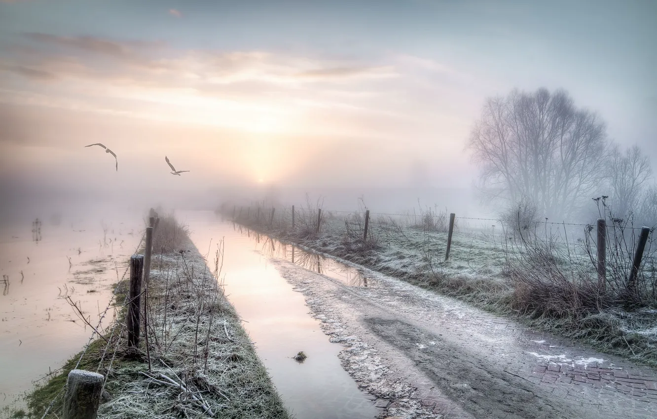 Photo wallpaper road, birds, fog, the fence, morning