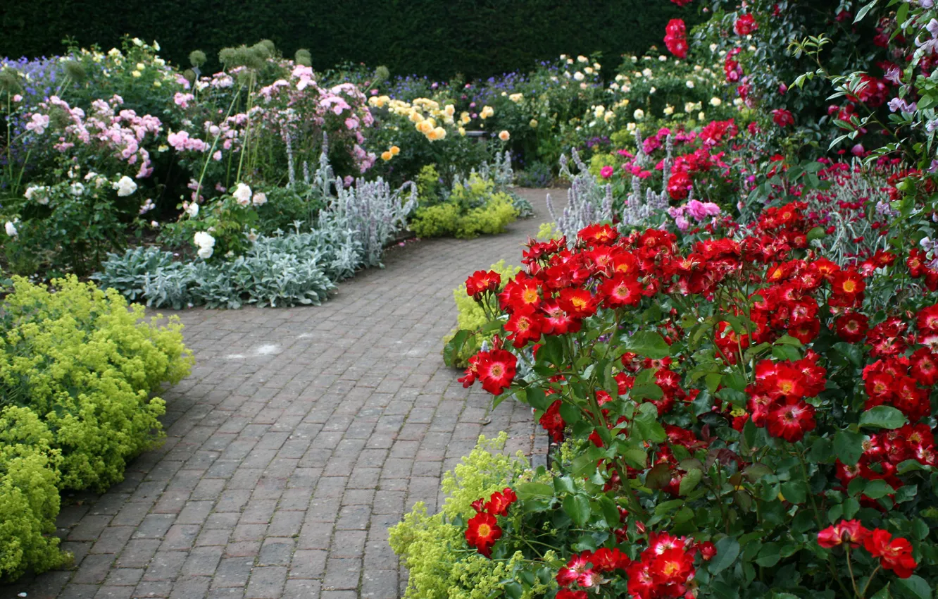 Photo wallpaper flowers, roses, track, garden, UK, Devon, colorful, the bushes