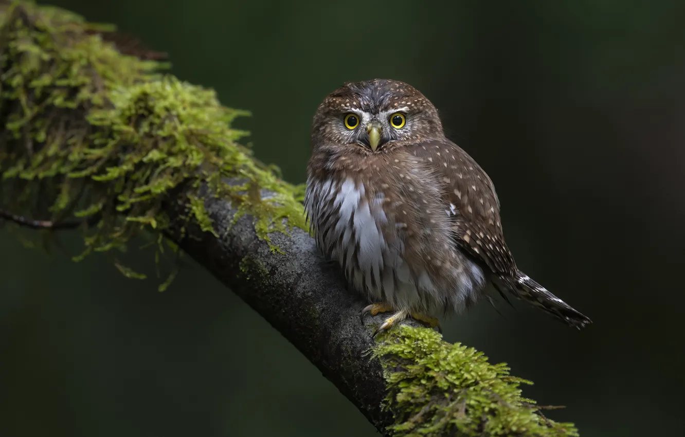 Photo wallpaper branches, owl, bird, owl