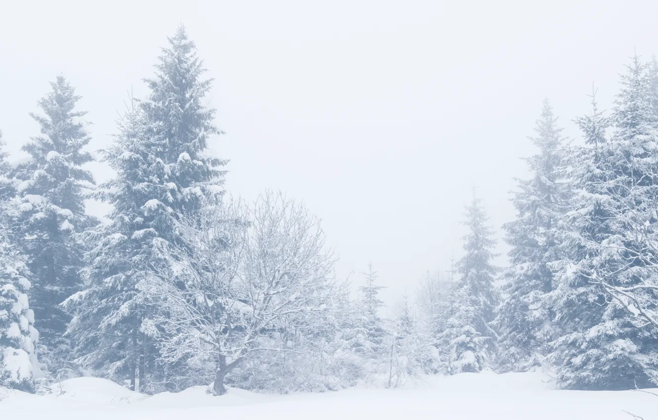 Photo wallpaper winter, snow, trees, landscape, winter, tree, landscape, nature
