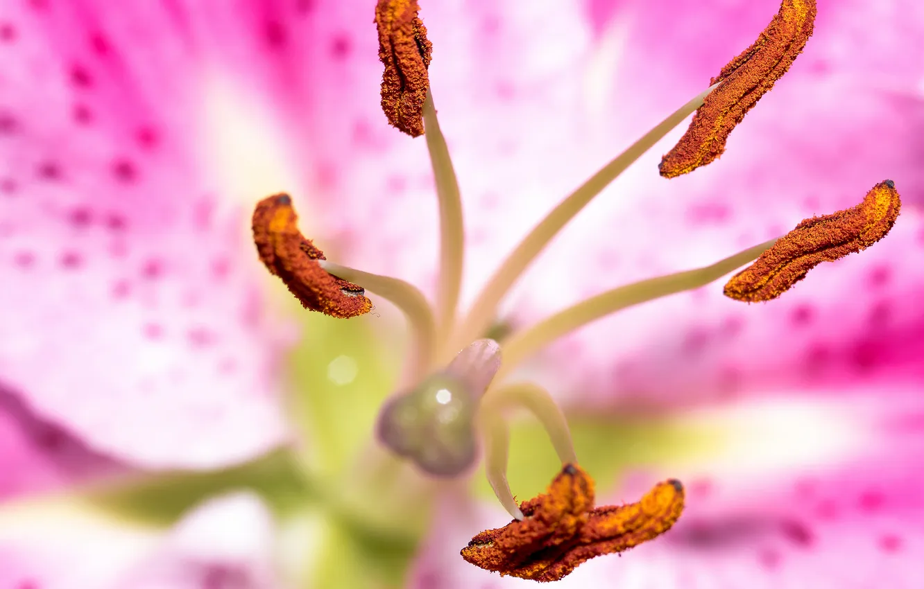 Photo wallpaper flower, nature, petals, stamens