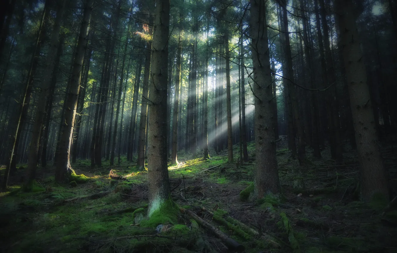 Photo wallpaper autumn, forest, nature