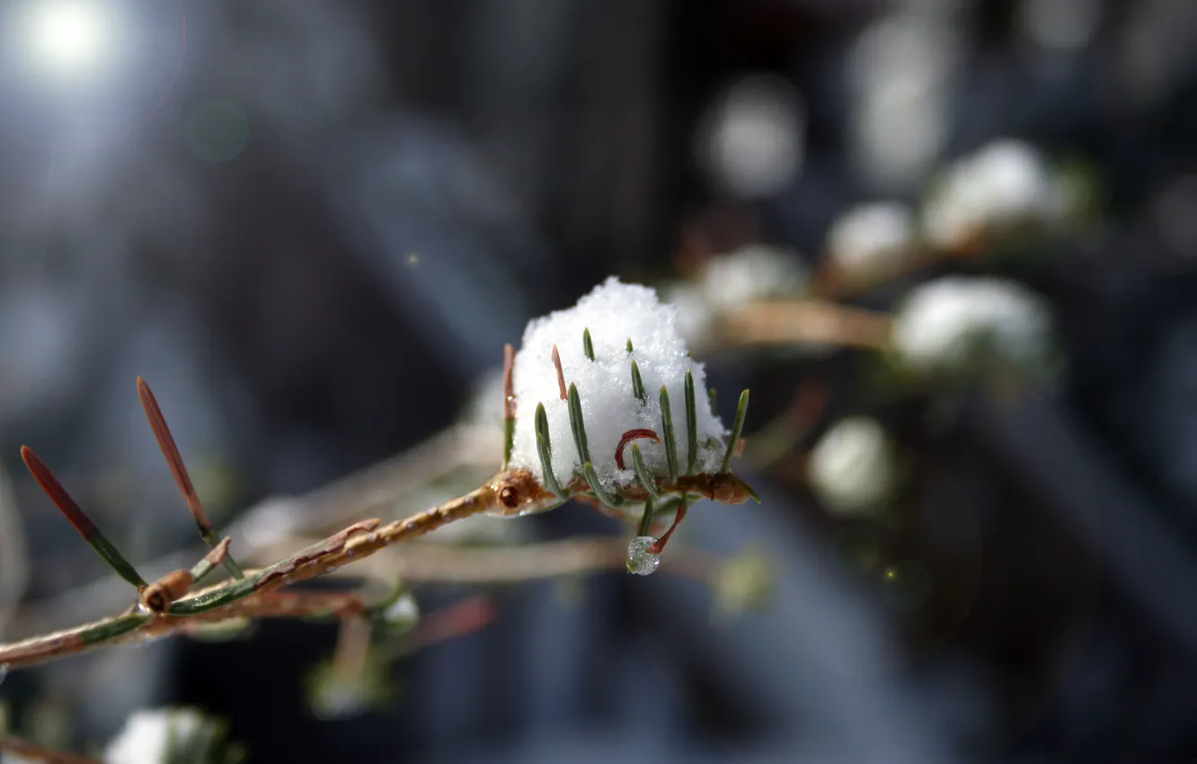 Photo wallpaper macro, snow, branch