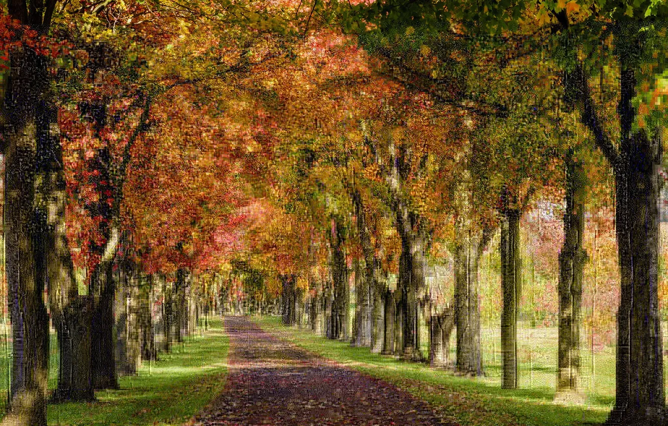 Photo wallpaper autumn, trees, Park