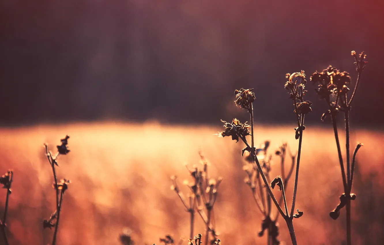 Photo wallpaper field, nature, photo, background, Wallpaper, plant