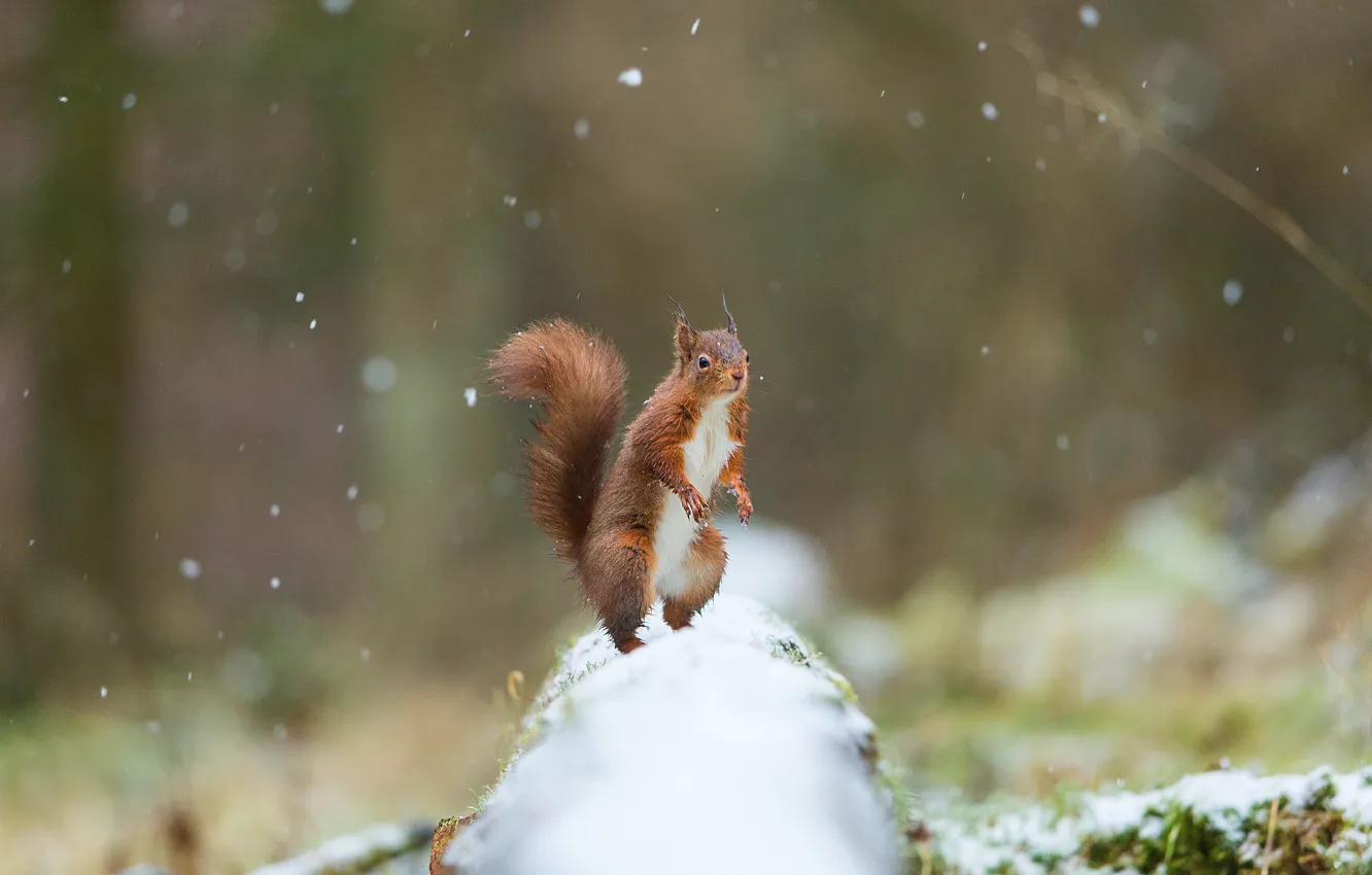 Photo wallpaper winter, forest, snow, nature, protein, red, log, snowfall