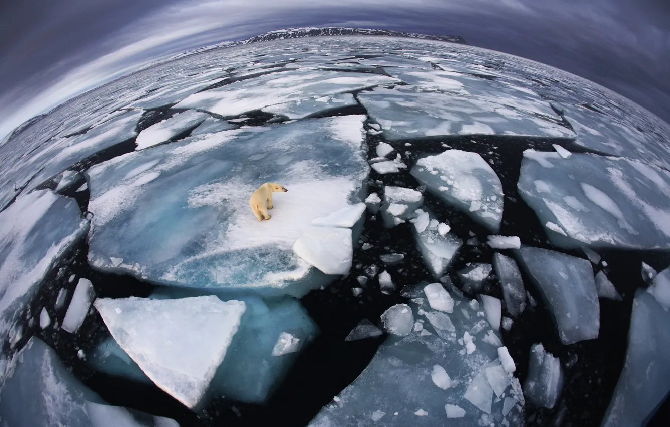 Photo wallpaper cold, winter, the ocean, glacier, frost, polar bear, pirada, diocese