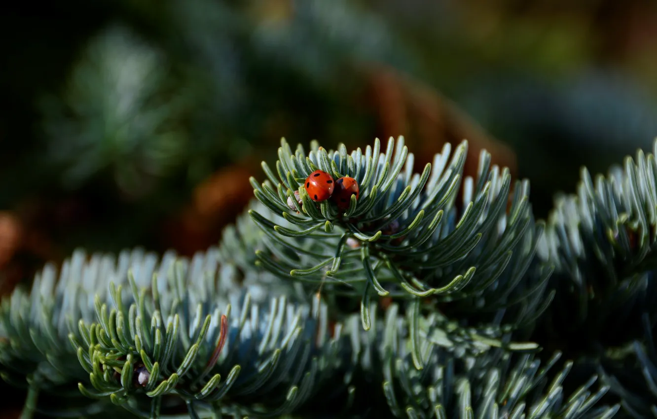 Photo wallpaper macro, branches, two, ladybug, beetle, insect, needles, ladybugs
