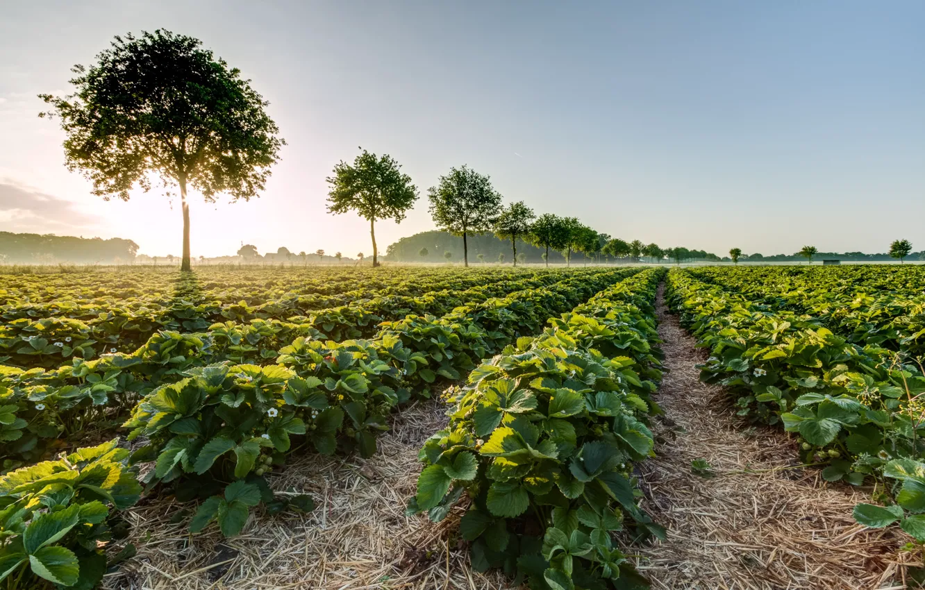 Photo wallpaper field, summer, the sun, trees, Germany, strawberry, North Rhine-Westphalia