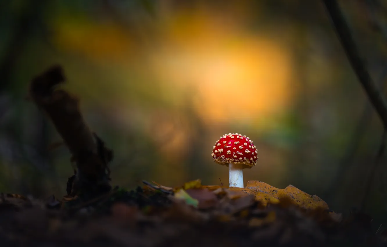 Photo wallpaper mushrooms, blur, mushroom