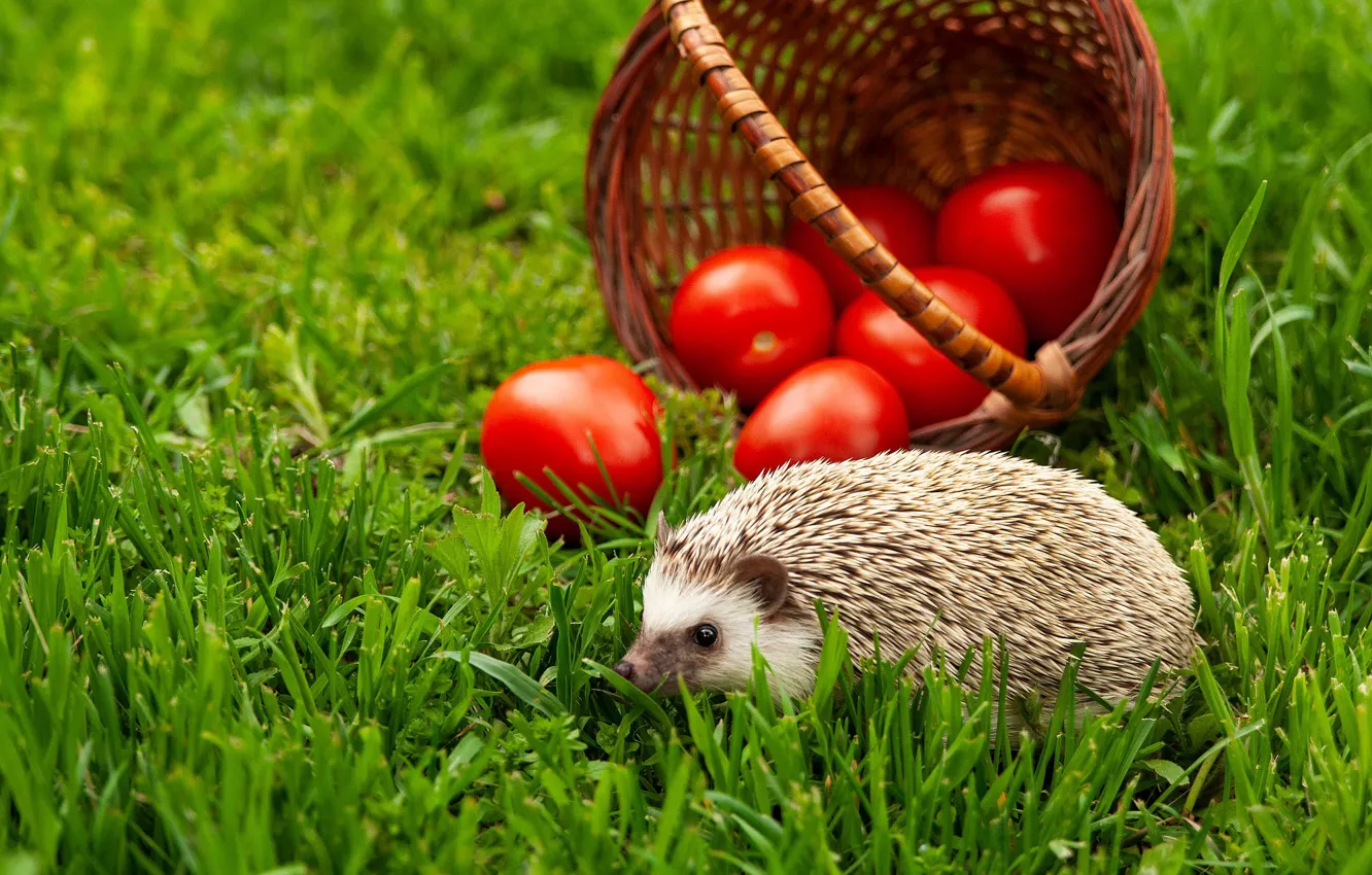 Photo wallpaper red, tomatoes, nature, basket, glade, face, greens, summer