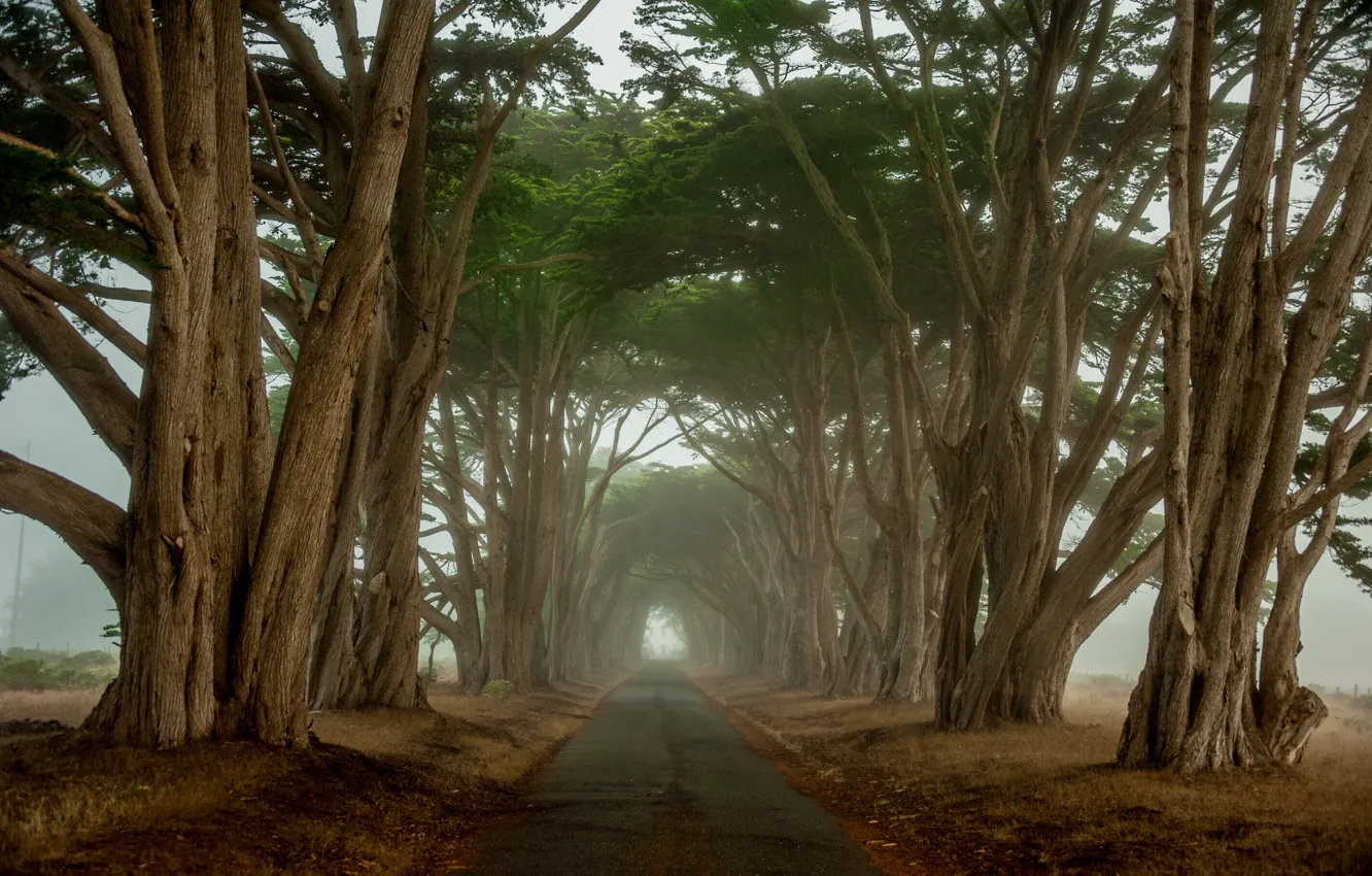Photo wallpaper road, trees, morning, tunnel, CA, cypress