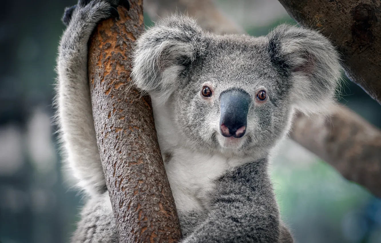 Photo wallpaper look, trees, nature, pose, portrait, legs, face, Koala