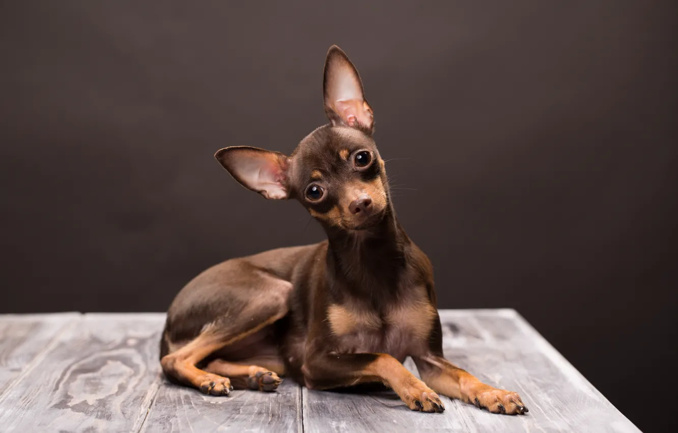 Photo wallpaper look, dog, muzzle, brown, Russian toy Terrier