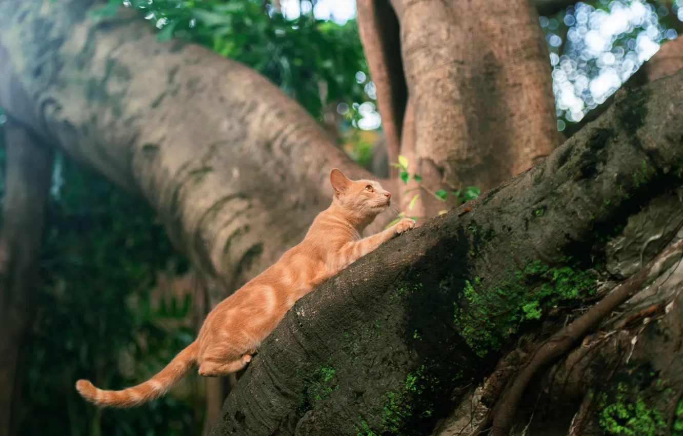 Photo wallpaper cat, cat, look, leaves, light, trees, nature, pose