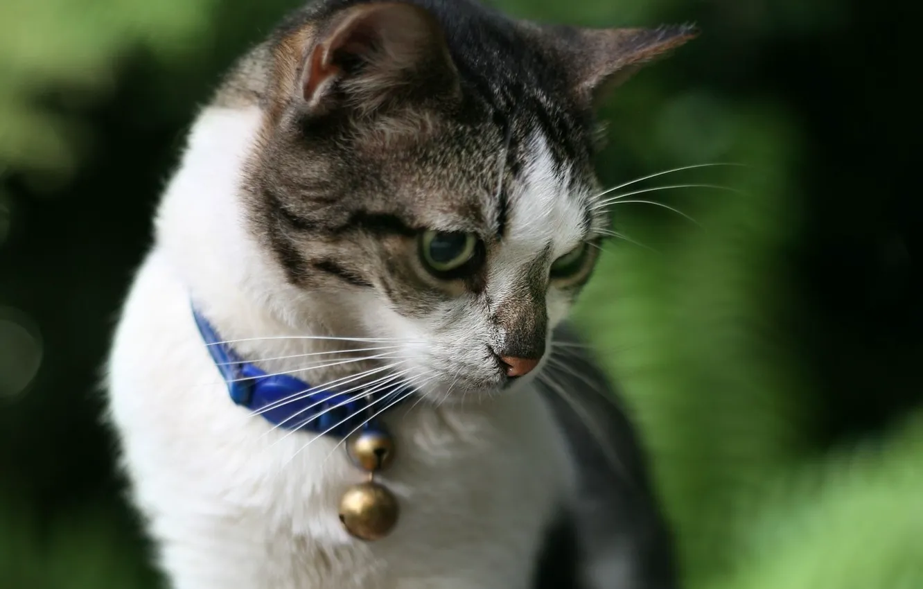 Photo wallpaper cat, collar, bell
