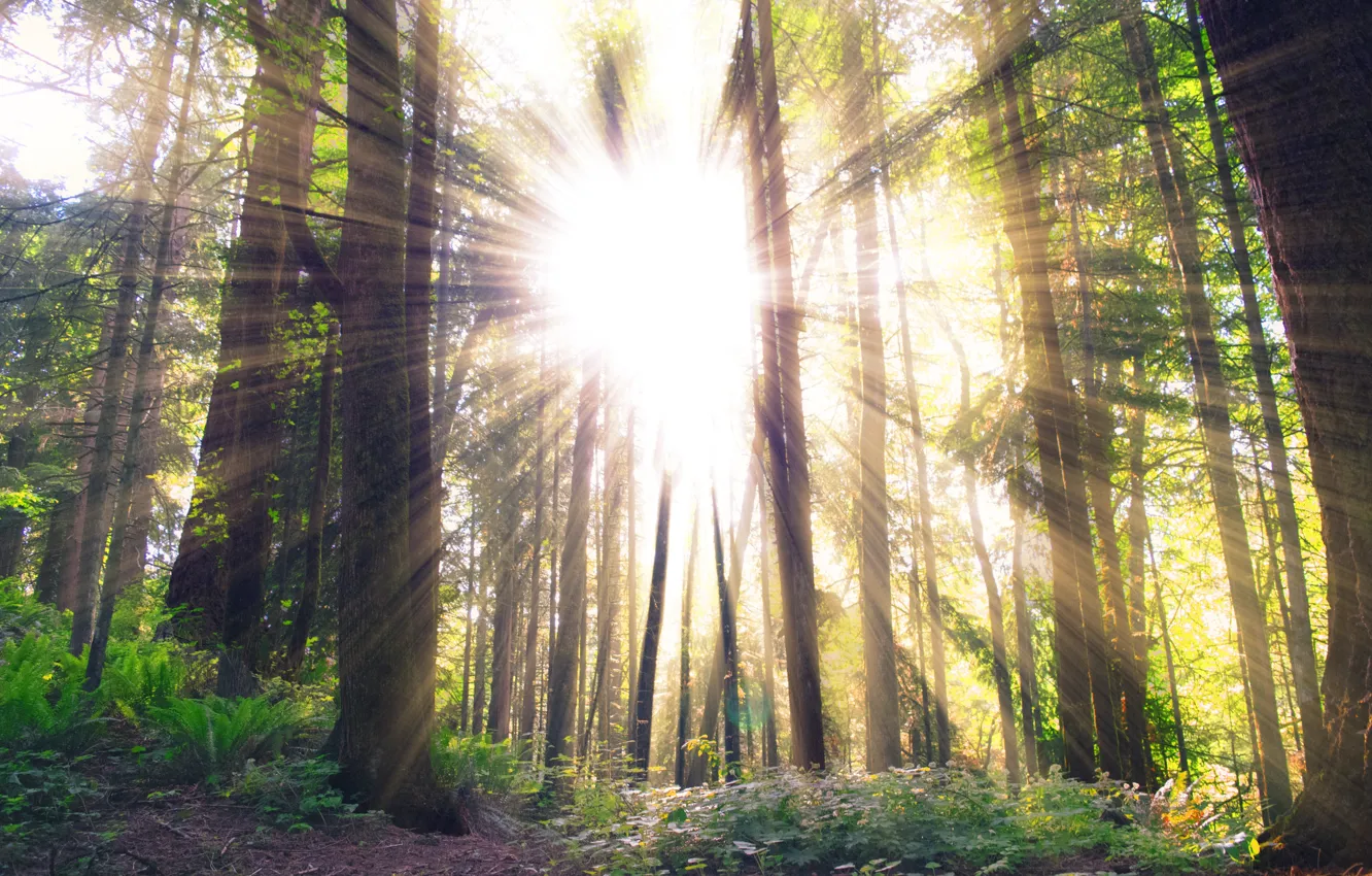 Photo wallpaper forest, the sun, trees, ray