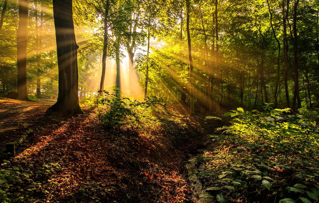 Photo wallpaper forest, the sun, rays