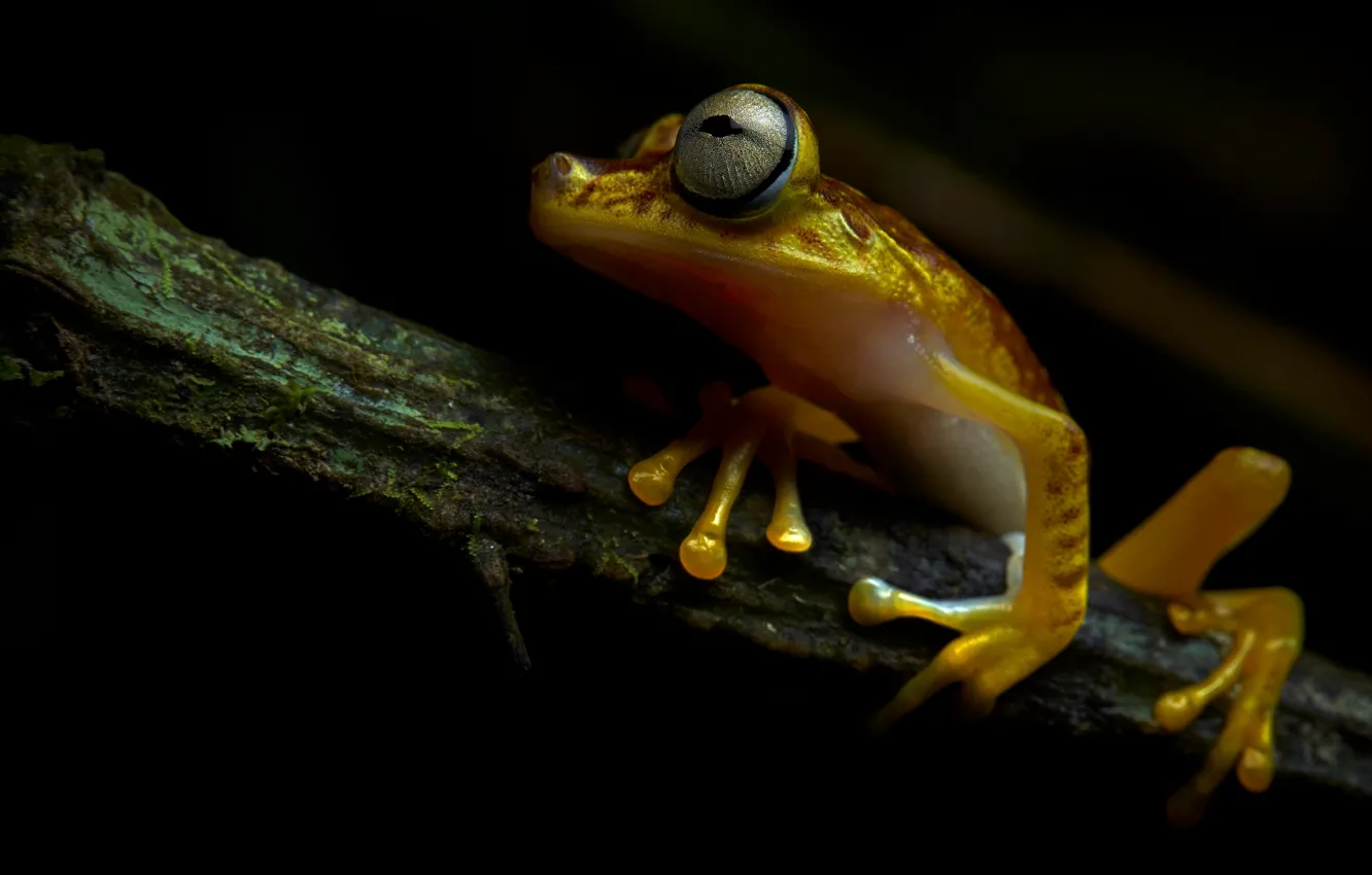 Photo wallpaper look, frog, branch, black background, sitting, yellow