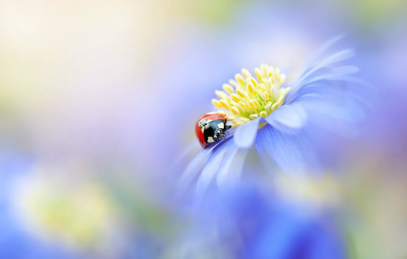 Photo wallpaper macro, flowers, red, background, ladybug, beetle, blur, blue