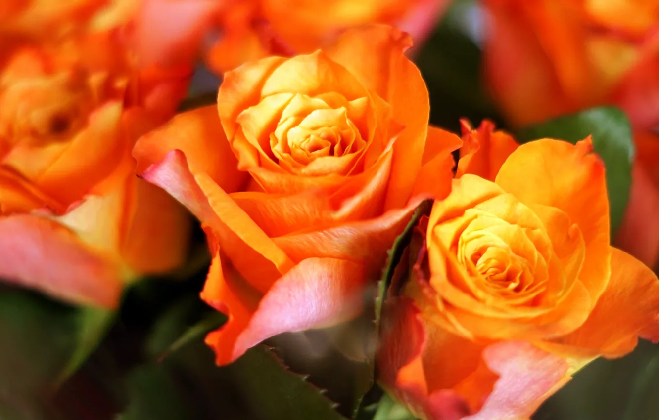 Photo wallpaper orange, roses, bouquet