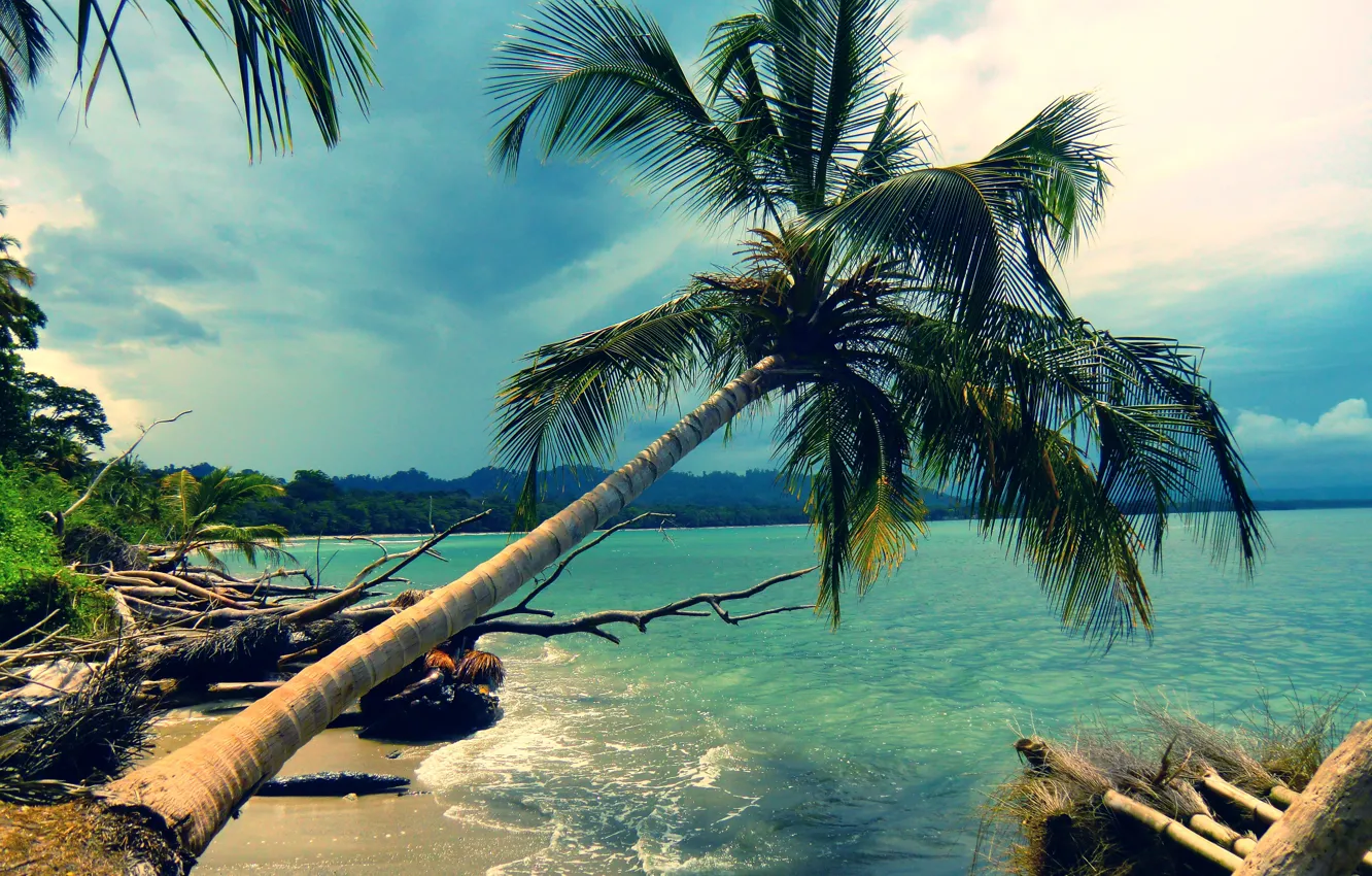 Photo wallpaper beach, landscape, nature, Palma, palm trees, the ocean, shore, coast