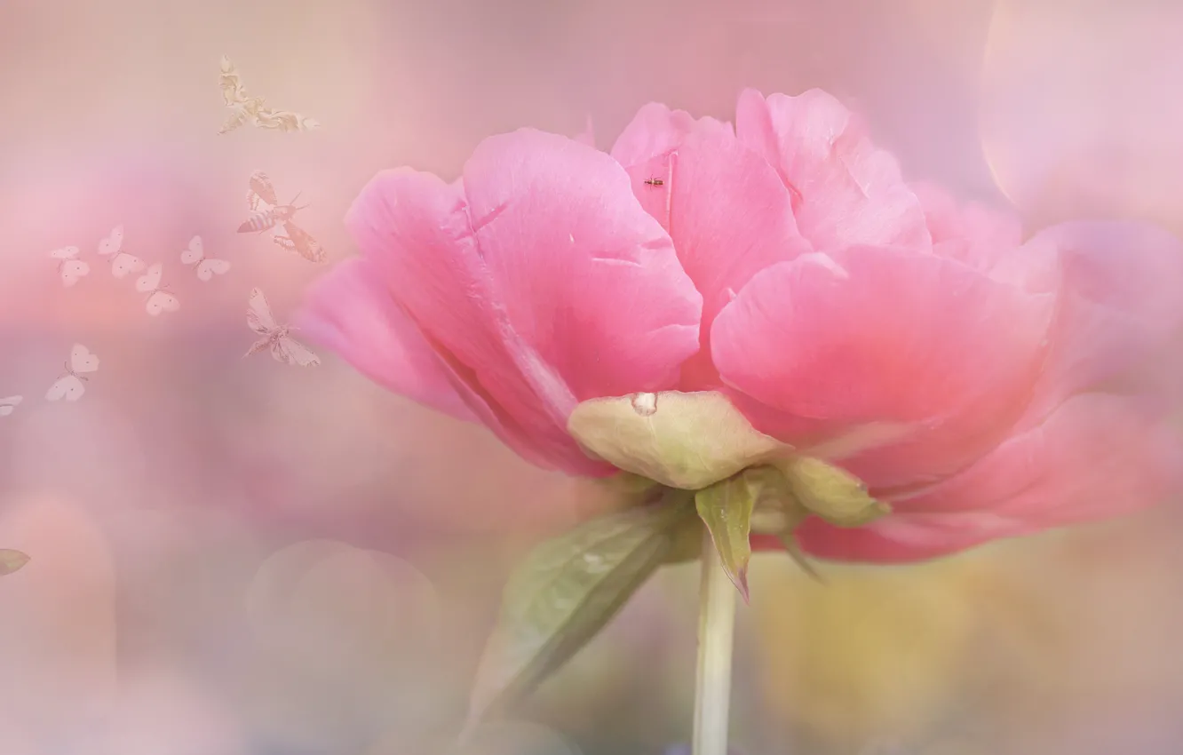 Photo wallpaper butterfly, insect, pink, peonies